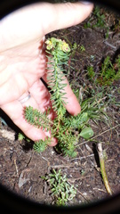 Euphorbia ericoides