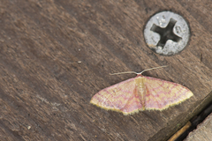 Idaea sinicata