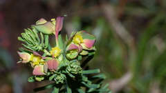 Euphorbia ericoides