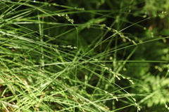 Carex brunnescens