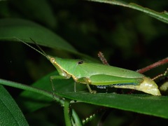 Tagasta marginella