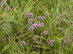 Thymus alpestris