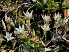 Stellaria crassifolia