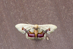 Idaea egenaria