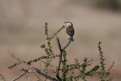 Plocepasser donaldsoni