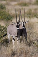Oryx beisa beisa