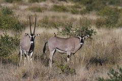 Oryx beisa beisa