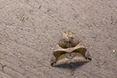 Bastilla arcuata