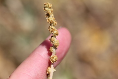 Atriplex glauca