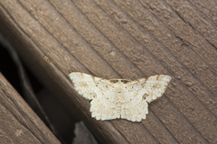 Calletaera basipuncta