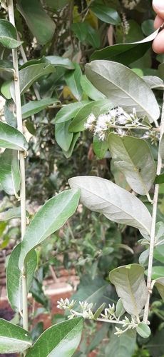 Tarlmounia elliptica image