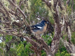 Fringilla coelebs canariensis