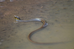 Thamnophis eques patzcuaroensis