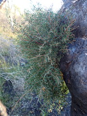 Melaleuca styphelioides