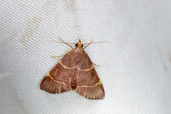 Hypsopygia pelasgalis