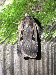 Parabagrotis exsertistigma