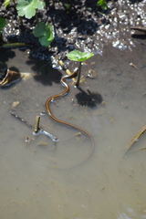 Thamnophis eques patzcuaroensis