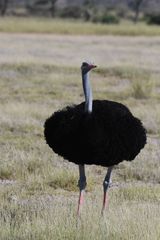 Struthio molybdophanes