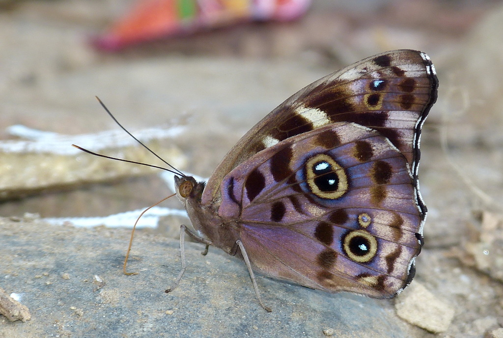 Shining Purplewing