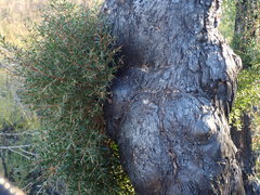 Melaleuca styphelioides