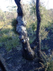 Melaleuca styphelioides