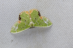Comibaena nigromacularia