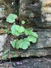 Heuchera missouriensis