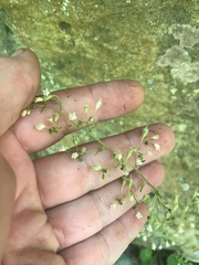 Heuchera missouriensis