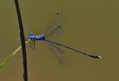 Lestes dorothea