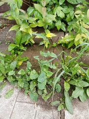 Sonchus oleraceus