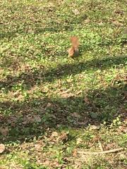Sciurus vulgaris