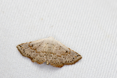 Eublemma terminimaculata