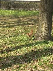 Sciurus vulgaris