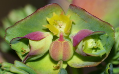 Euphorbia ericoides