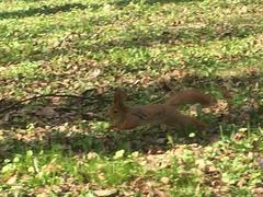 Sciurus vulgaris