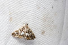 Paracymoriza vagalis
