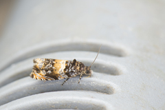 Olethreutes orthocosma