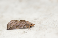 Calyptra orthograpta