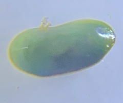 Cyprididae