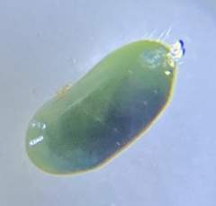 Cyprididae