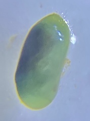 Cyprididae