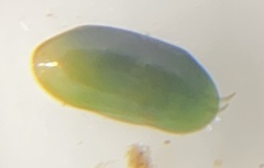 Cyprididae