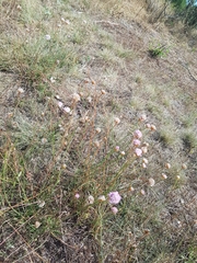 Armeria maritima elongata