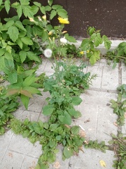 Sonchus oleraceus