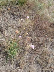Armeria maritima elongata