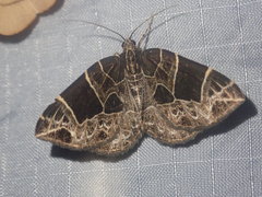 Gandaritis atricolorata