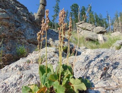Heuchera richardsonii