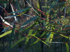 Angophora bakeri