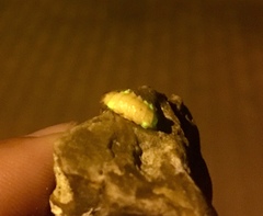 Lamprohiza splendidula