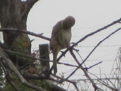 Ptilotula penicillata